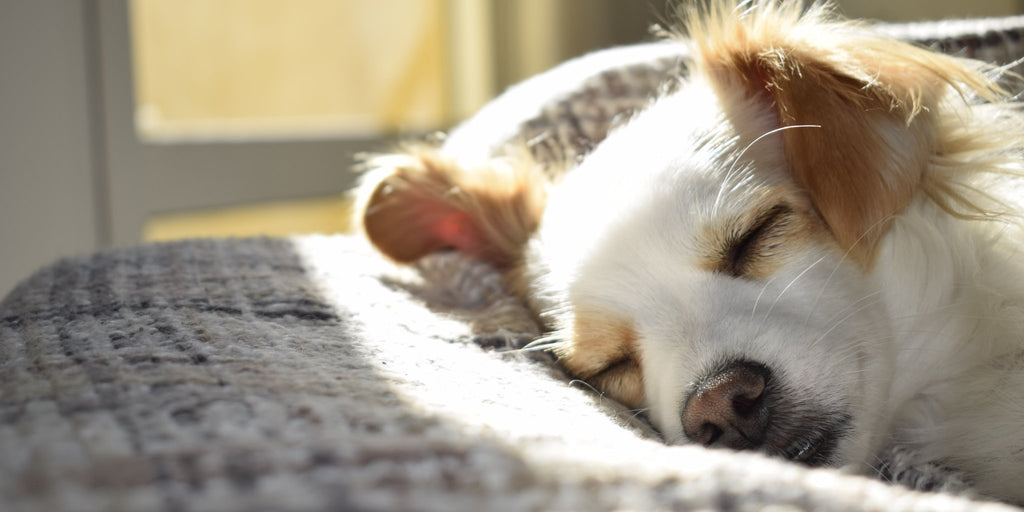 5 Best Spots to Place Your New Dog Bed