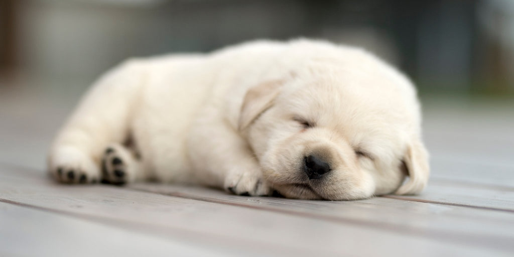 How to choose the perfect bed for puppy | DreamCastle