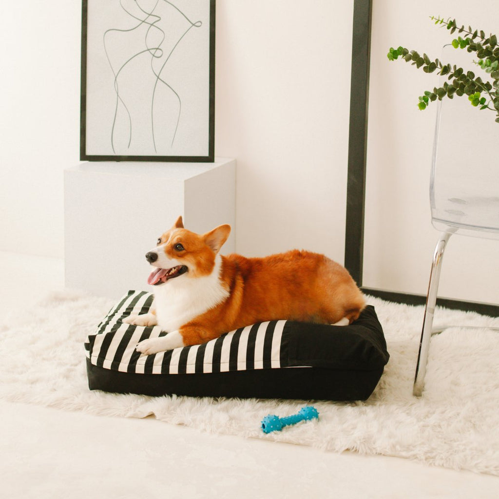 DreamCastle Dog Bed Collection