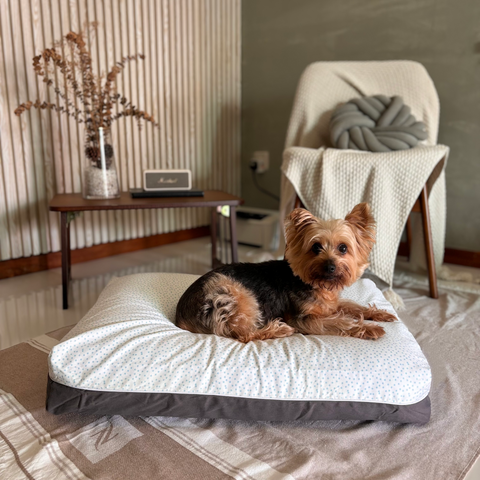 DreamCastle Cooling Dog Bed | For puppies to medium sized breed | Blue Little Star