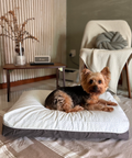 DreamCastle Dog Bed Little Star Regular Sized 