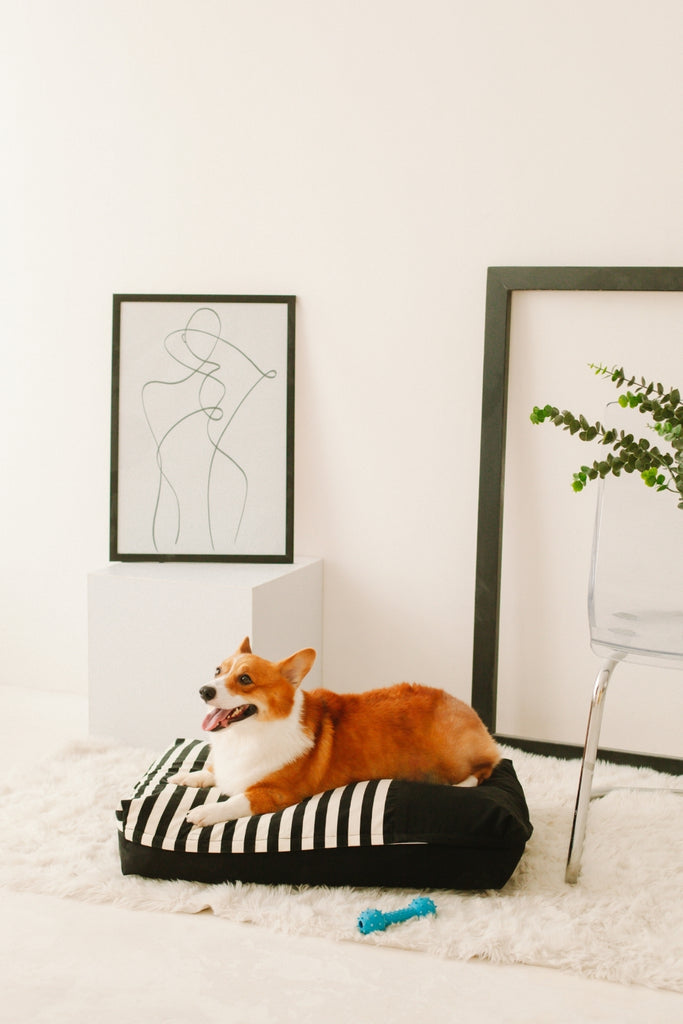 Cute Corgi on Black and White Strip DreamCastle Dog Bed