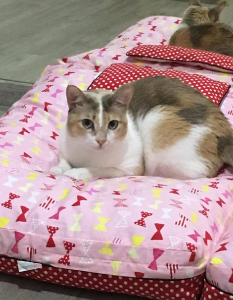 Cute cat laying on DreamCastle dog bed