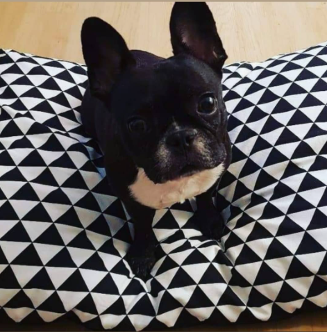 Frenchie on a classic DreamCastle dog bed