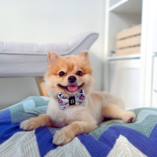 Pomeranian on DreamCastle Dog Bed Singapore