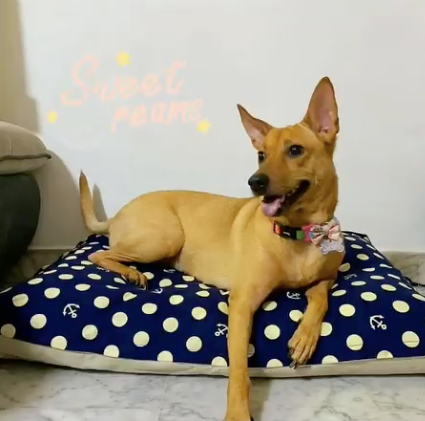 Singapore special on a DreamCastle dog bed