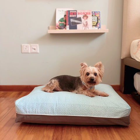 Best Cooling Dog Bed Singapore