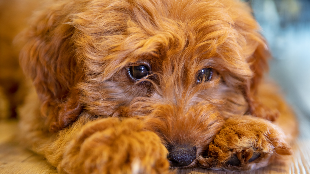 Is your Dog feeling depressed?