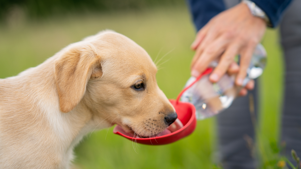 Keeping your pet healthy under the hot weather