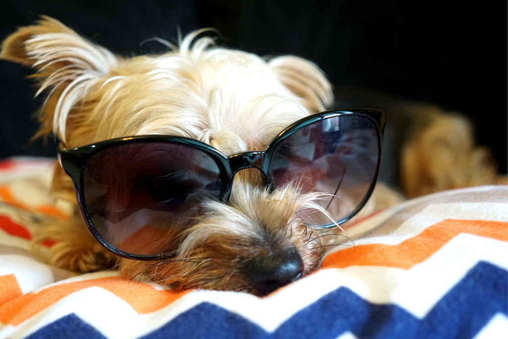 DreamCastle | Silky Terrier on a DreamCastle dog bed