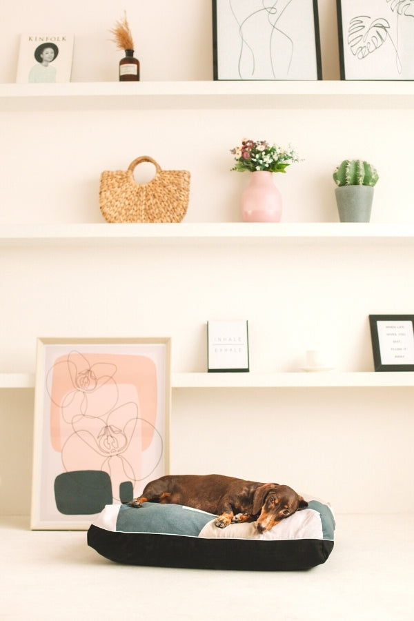 DreamCastle Dog Bed | Dog on DreamCastle Dog Bed 