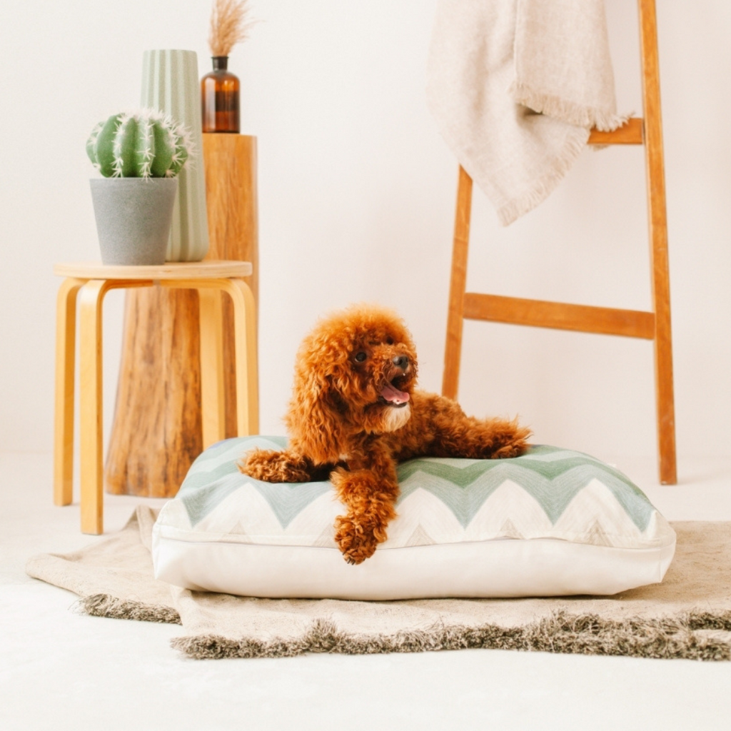 Toy Poodle on DreamCastle Dog Bed Singapore