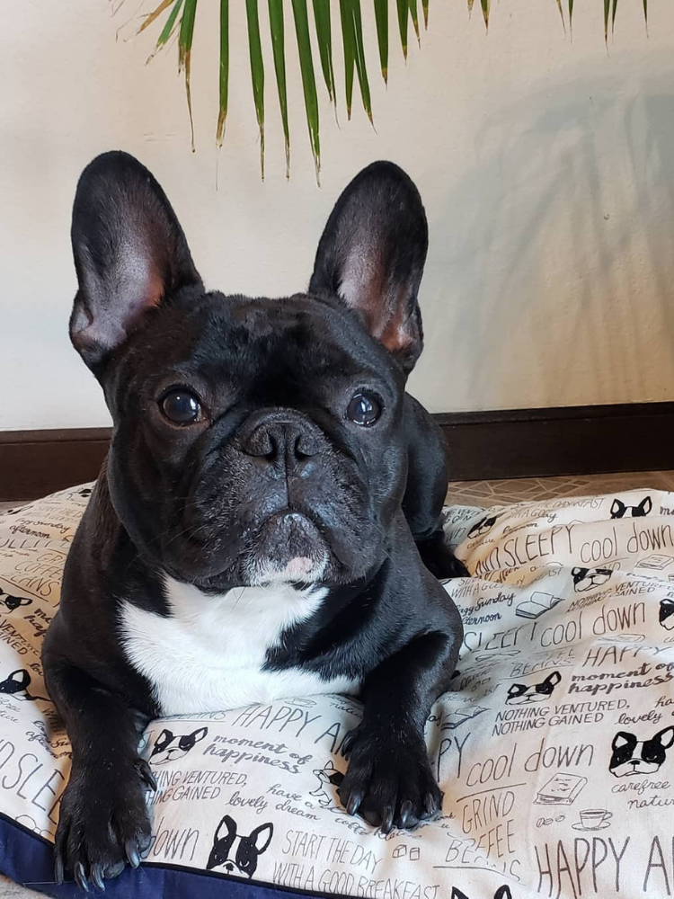 Frenchie Ninja Testimonial for DreamCastle Dog Bed
