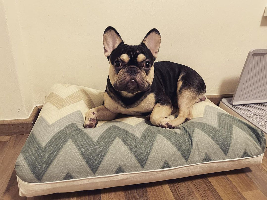 Frenchie on DreamCastle Dog Bed Singapore